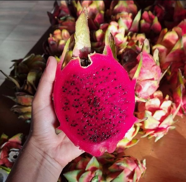 imagen Derivados de fruta de dragón 